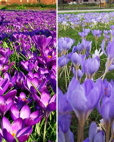 Nijmegen - 2 phases.jpg